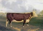 unknow artist Cow 145 china oil painting reproduction